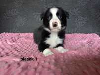 Border Collie piesek czarno-biały