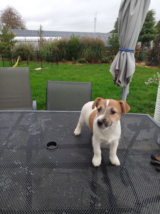 Jack Russell Terrier ZkwP FCI