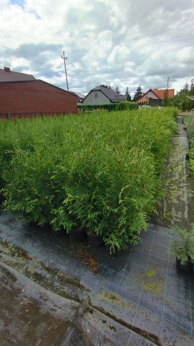 Thuja tuja  szmaragd,brabant,columna