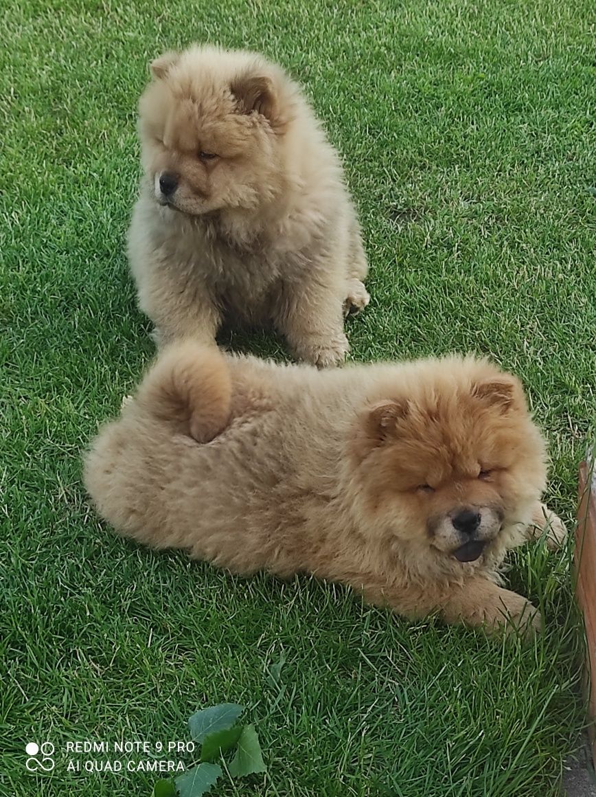 Chow chow ruda suczka