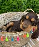 Cocker Spaniel Angielski
