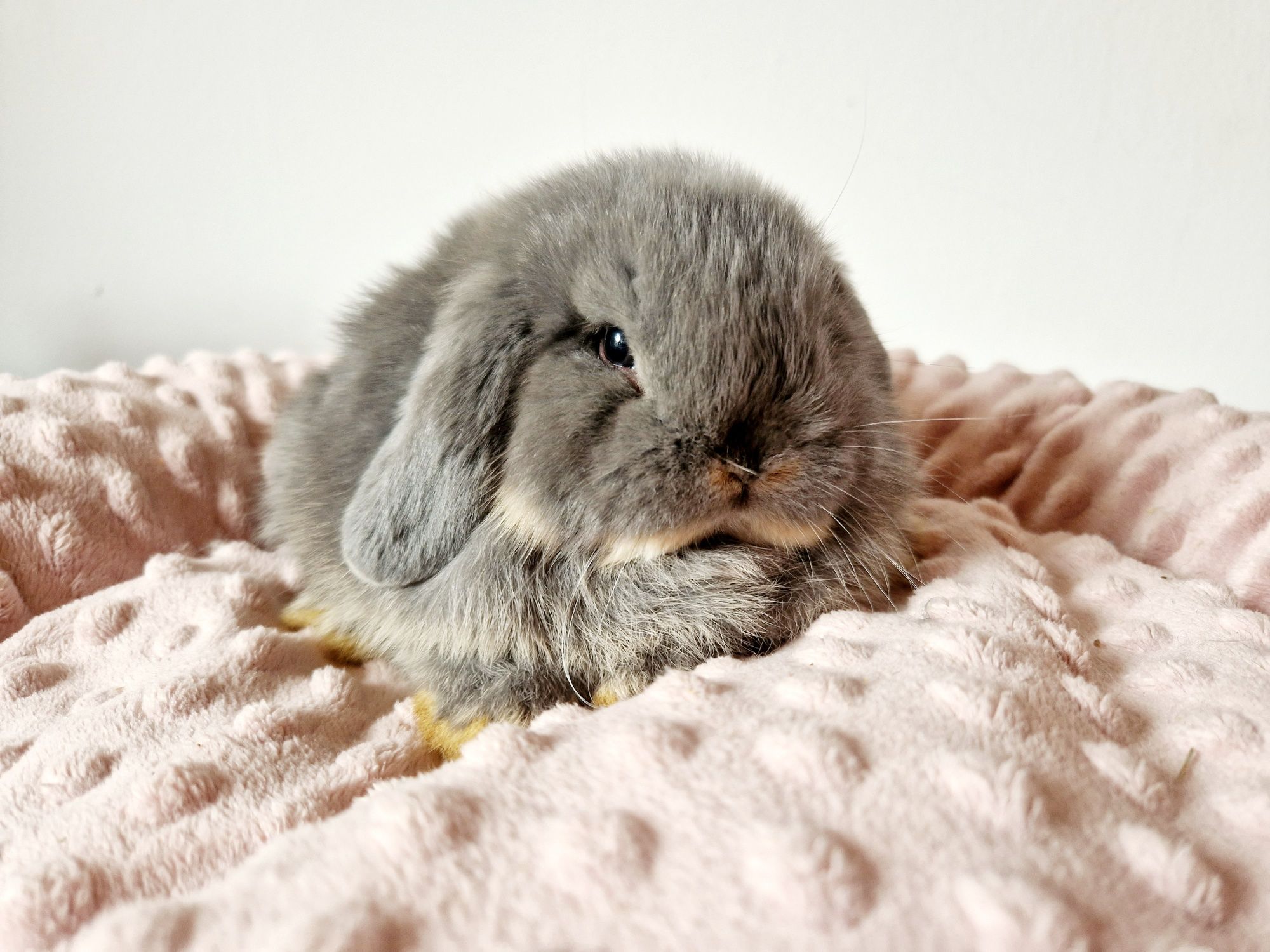 Piękny króliczek Mini lop 100%, legalna Hodowla, odbiór