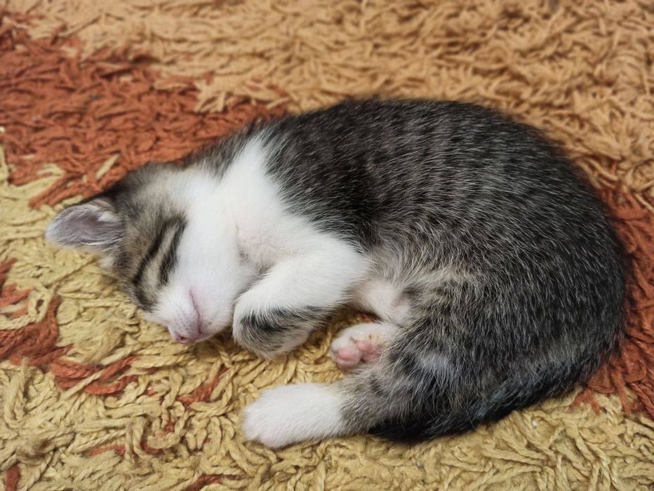 Котик 1,5 месяца бесплатно в семью