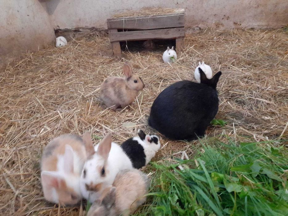 Królik miniaturka, króliczek