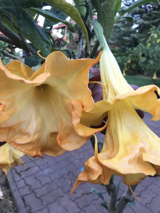 1 patyk do samodzielnego ukorzenienia pelny gratis pojedynczy kwiat