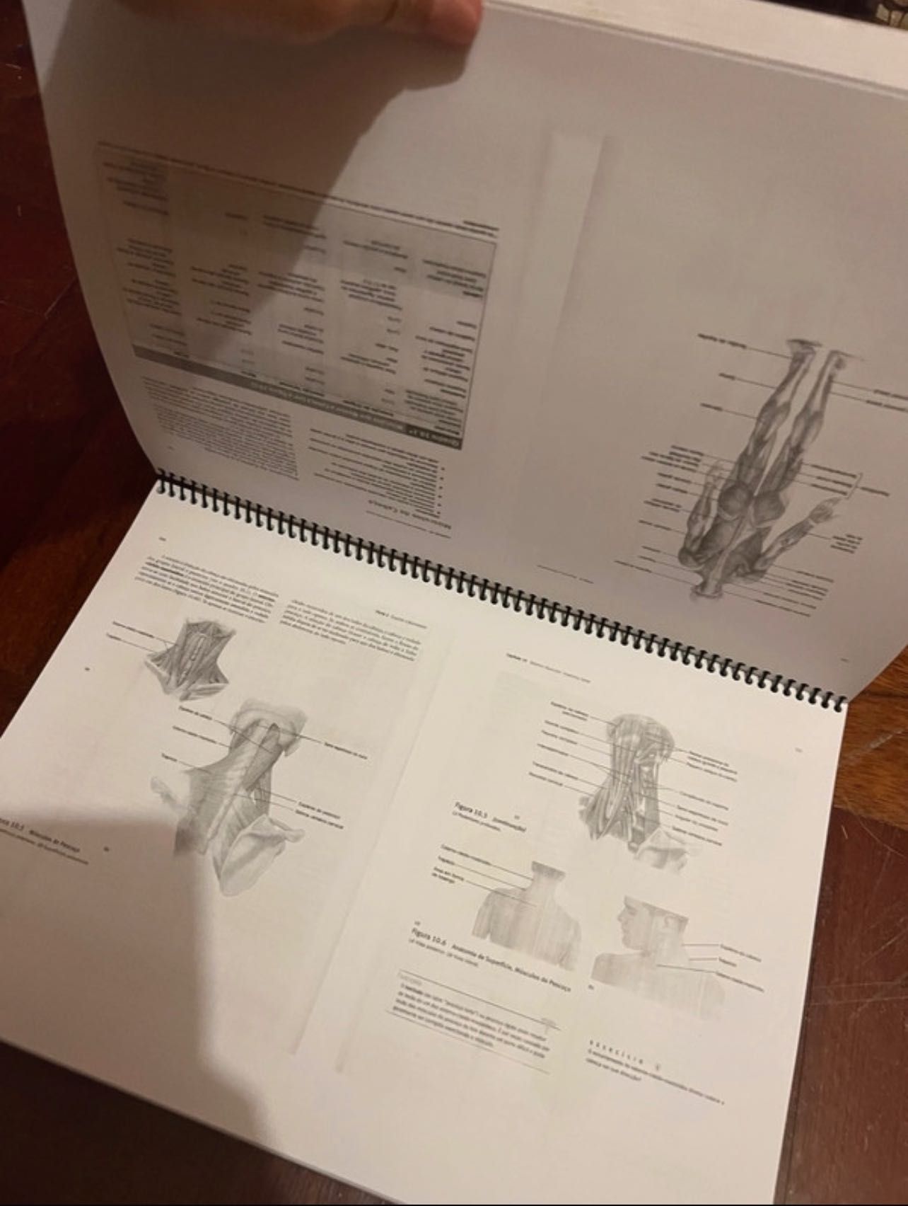 Livro impresso “seeley” anatomia e fisiologia