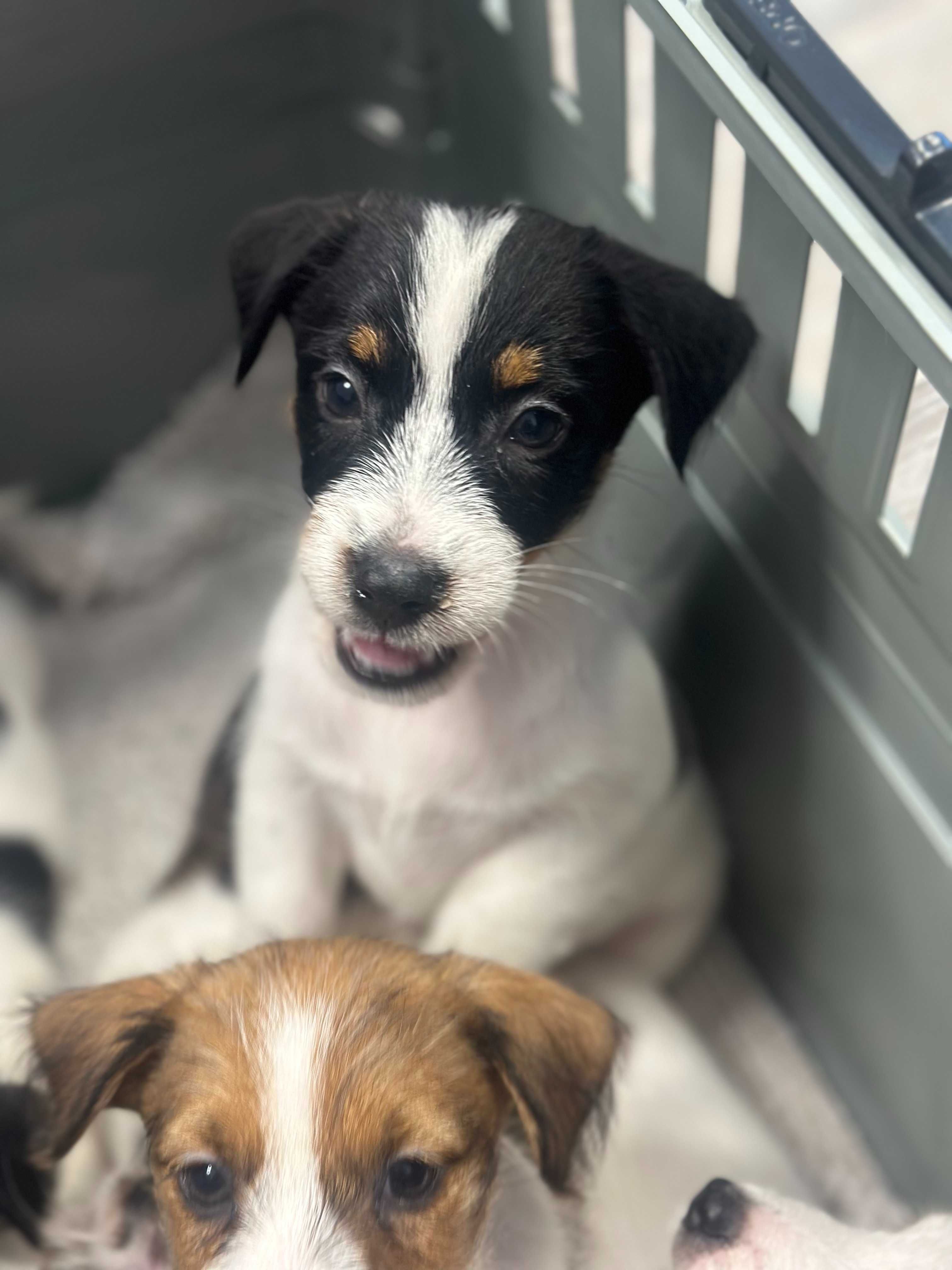 suczka Jack Russell terrier ZKWP/FCI szorstkowłosa