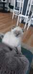 Kot brytyjski ( Scottish fold) w kolorze point