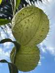 Planta Balão ( sementes )