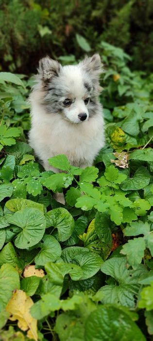 Маленькі пухнастики