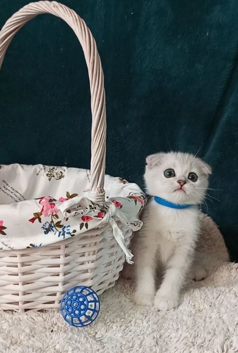 Котенок : Особистий сріблястий масажист .