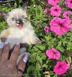 Ragdoll kocurek rezerwacja