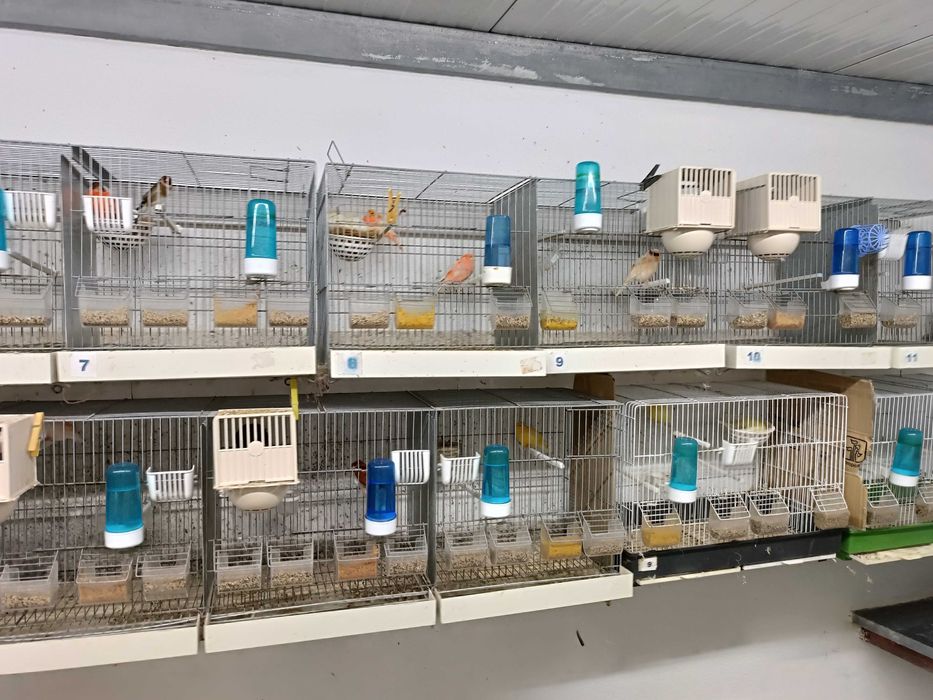 Canários de qualidade