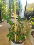 Adenium Obesum Róża pustyni