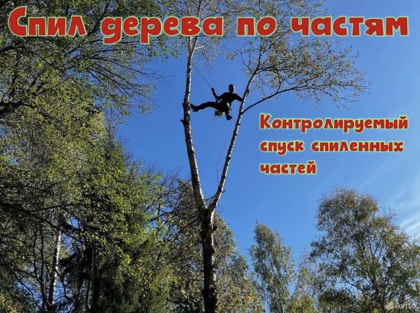 СПИЛ СЛОЖНЫХ деревьев дешево