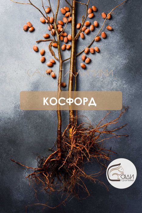 Продаж горіхів та саджанців фундука від ТМ «Сади Галичини». Косфорд.