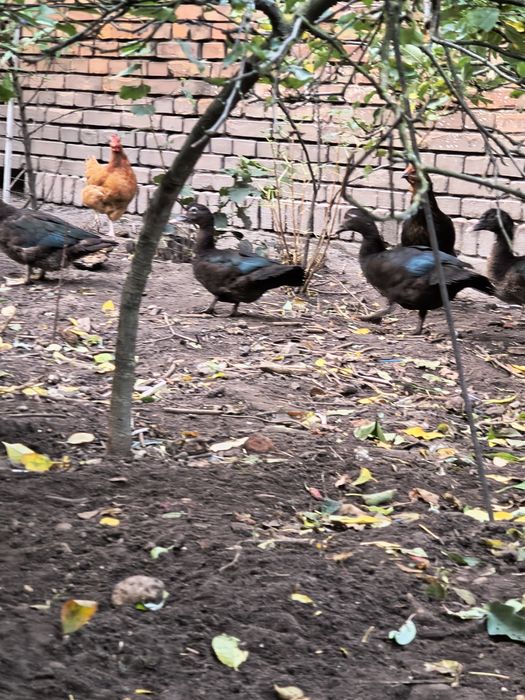 Kaczki piżmowe czarne i niebieski kaczor