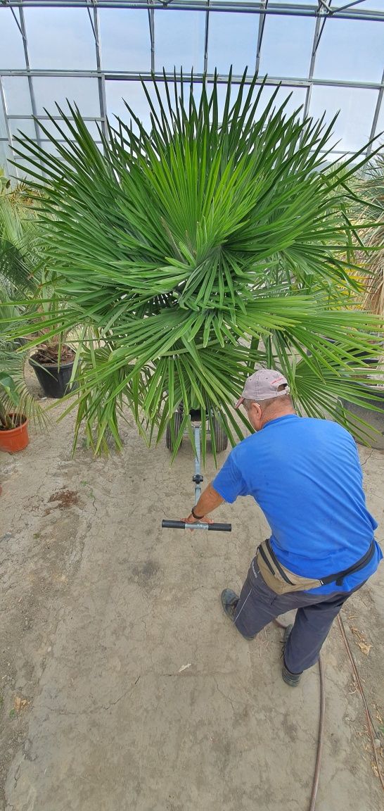 Trachycarpus fortunei szorstkowiec Fortunego pień ok.100 cm PALMA