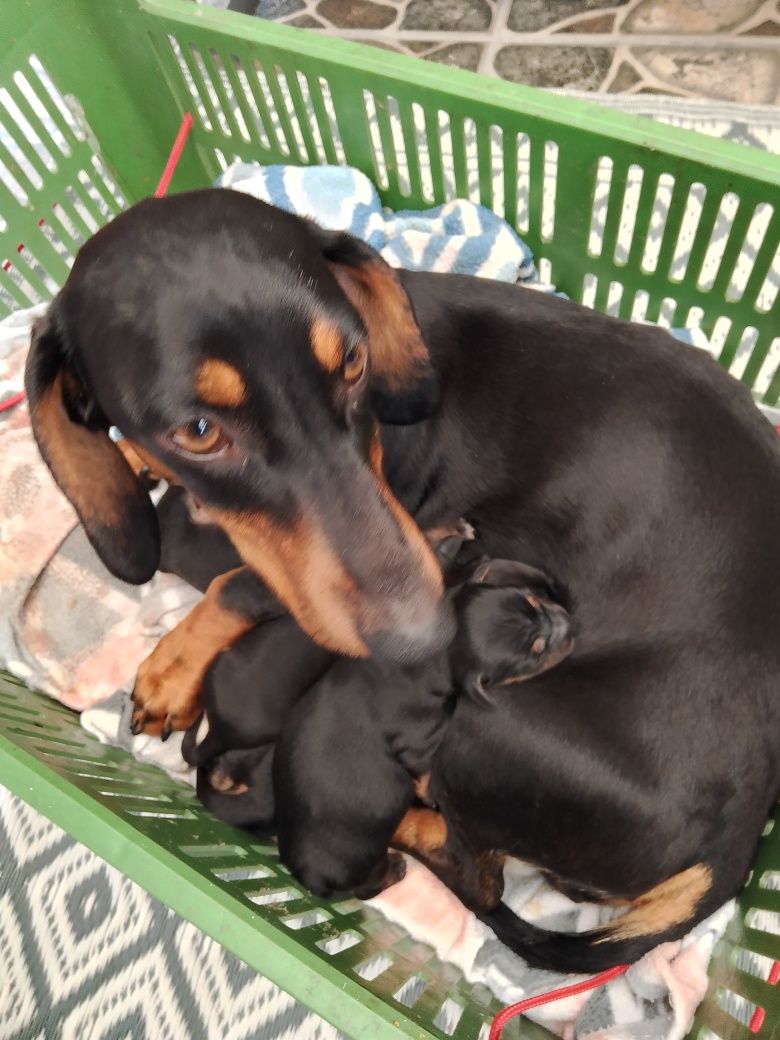 Pieski - mama jamnik.