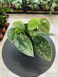 Scindapsus Silver Ann