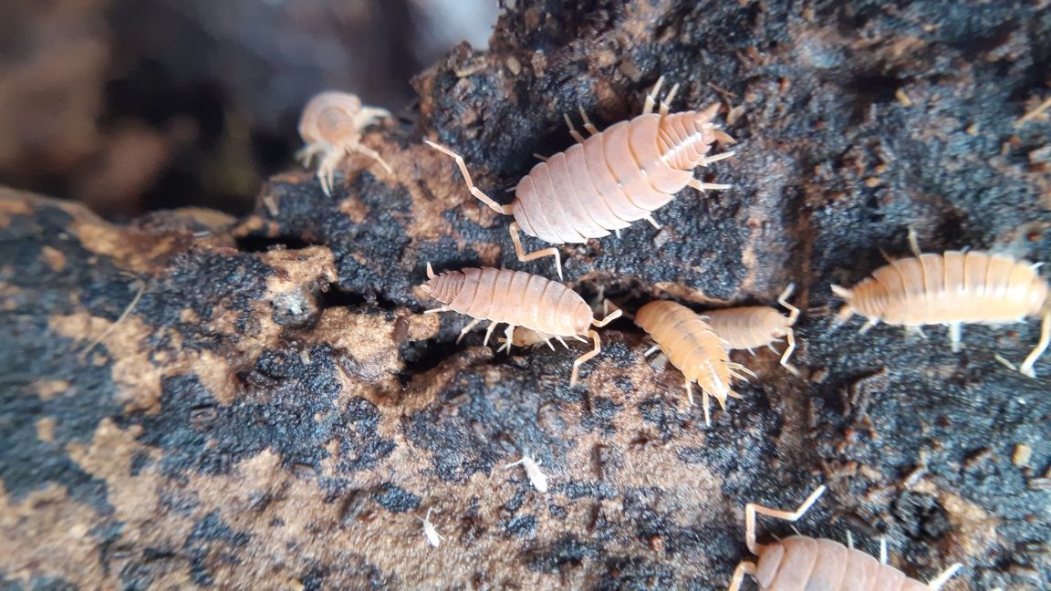 Izopody Porcellionides Purinosus Powder Orange