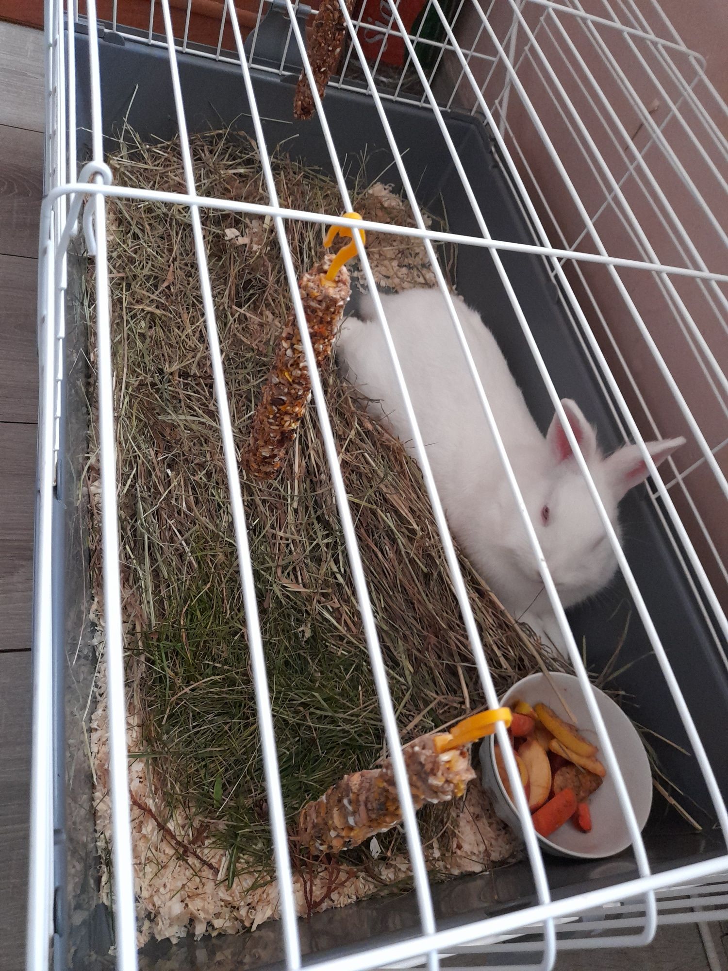 Królik Miniaturka.