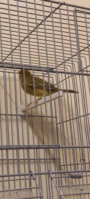 Canários machos 2025