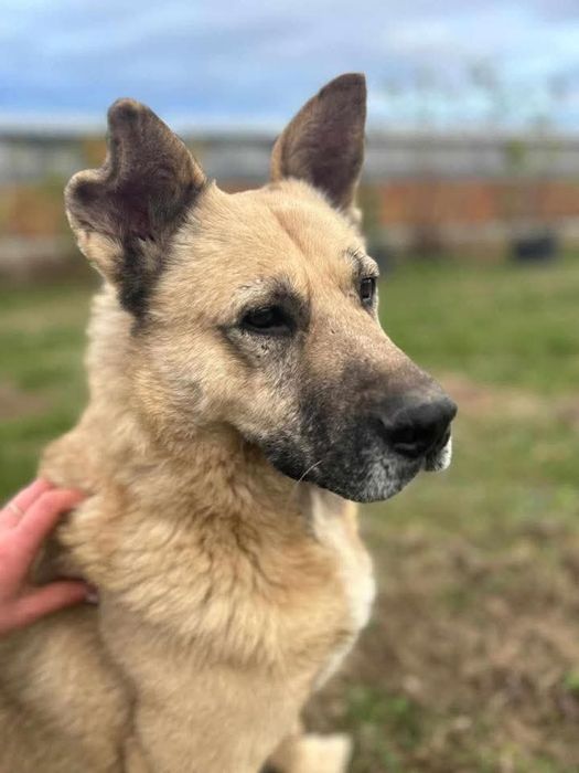 Aston - psi miś do adopcji
