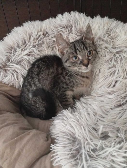Malutka kochana i piękna kotka szuka domku