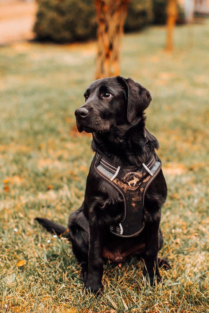 Labrador do adopcji, szczeniak