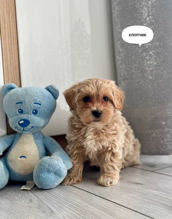 Мальтійська болонка.