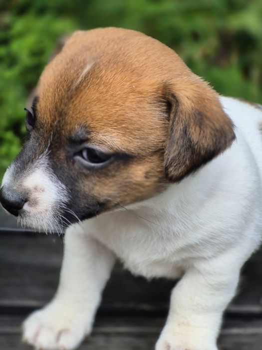 Rodowodowa suczka Jack Russell terier