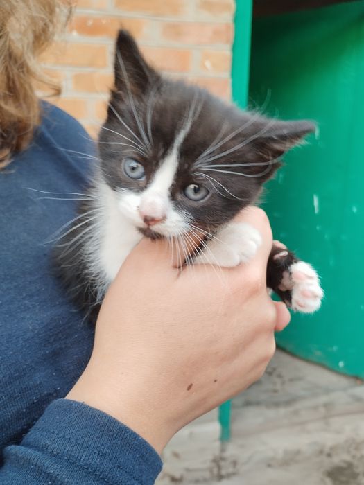 Віддам кошенят у добрі руки . Навчені до лоточка.