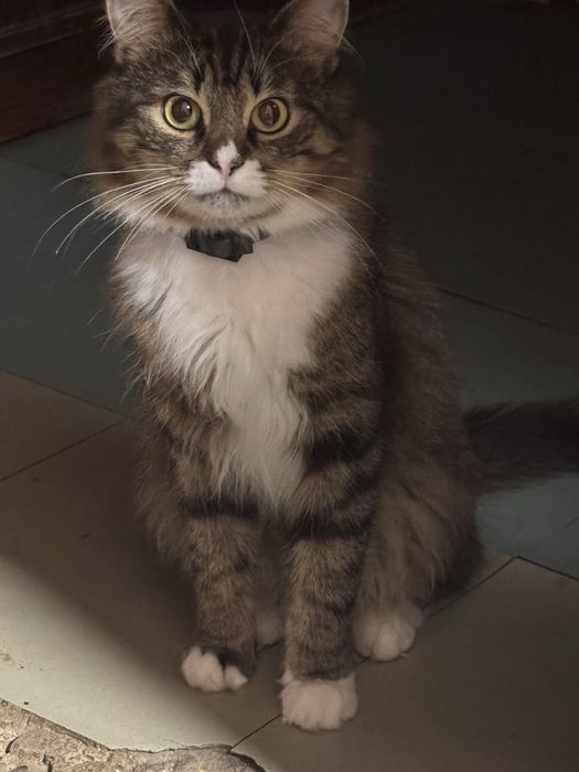 Отдам котика бесплатно