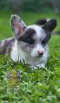 Lucien & Lèo**Welsh Corgi Cardigan **Chłopczyk Merle**Do Rezerwacji