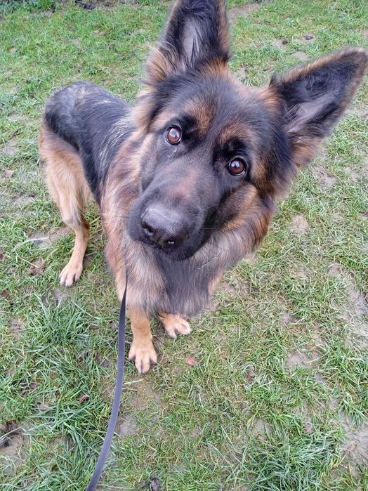Hotel dla zwierząt w siedzibie przychodni Wojciecha Toczka.