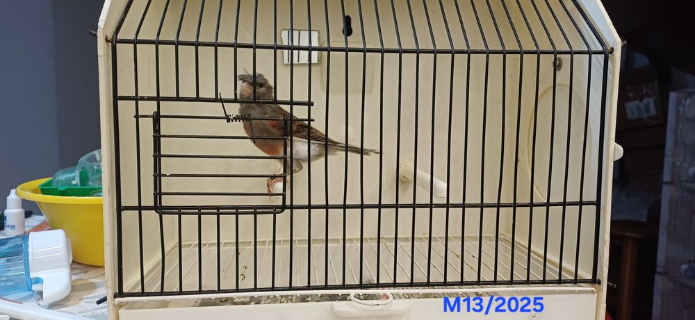 Canários Arlequins Machos