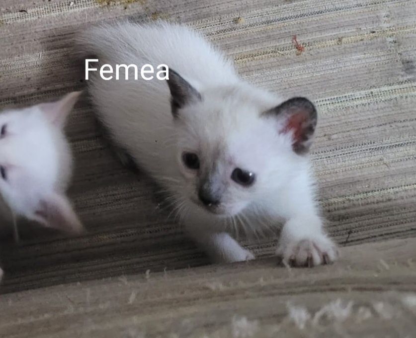 Gatinha para adopção