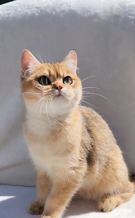 Шотландське кошеня золота шиншила