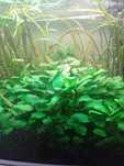Vendo plantas Anubias