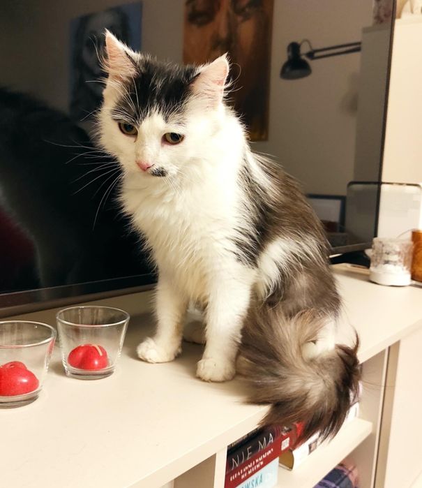 Kotka Calineczka do adopcji