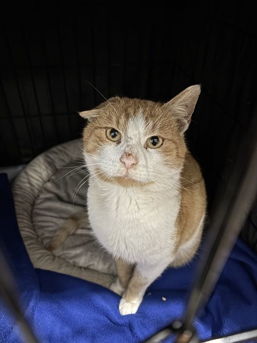 Miś kocurek JOGI prosi o domek