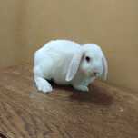 Królik miniaturka mini lop