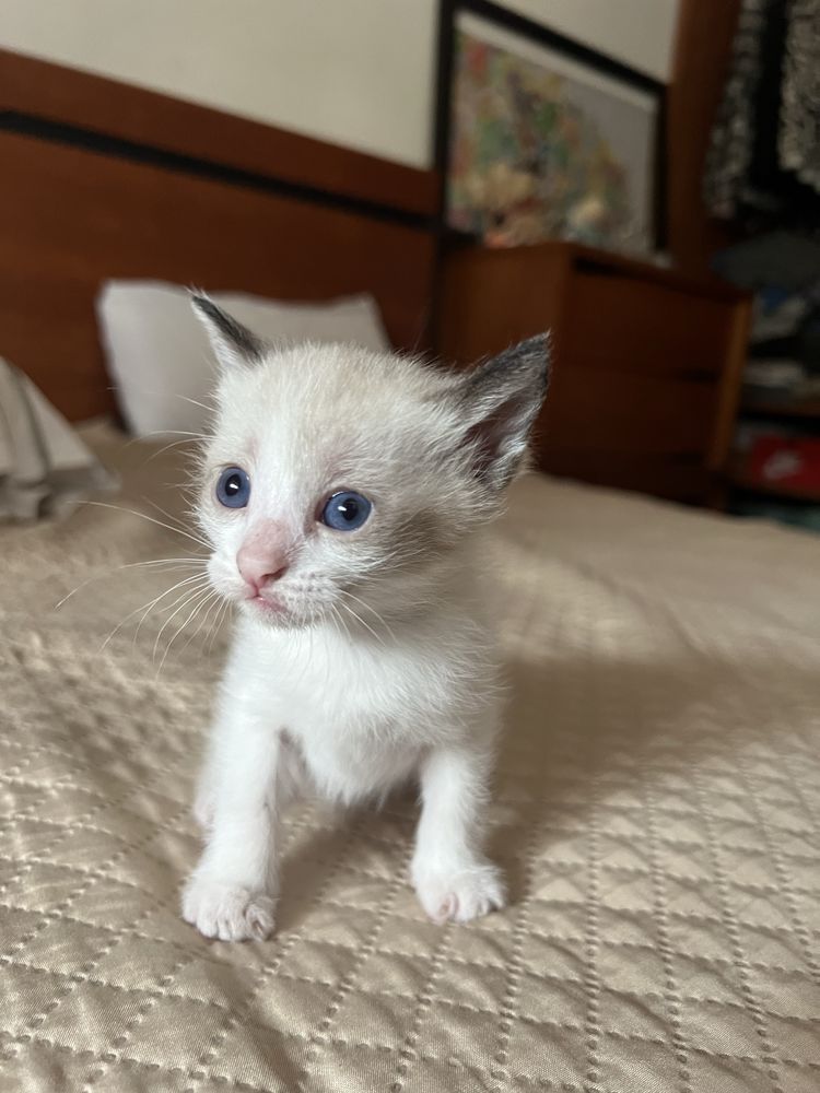 Gatinhos bebés prontos a adotar