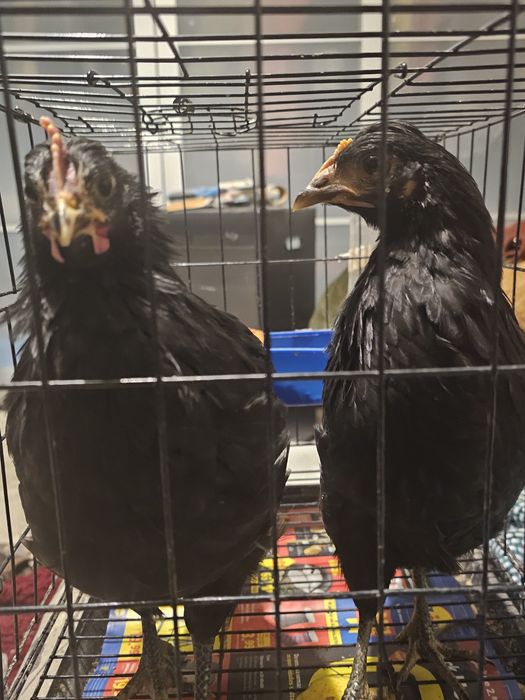 Casal de Jersey Gigante para criação