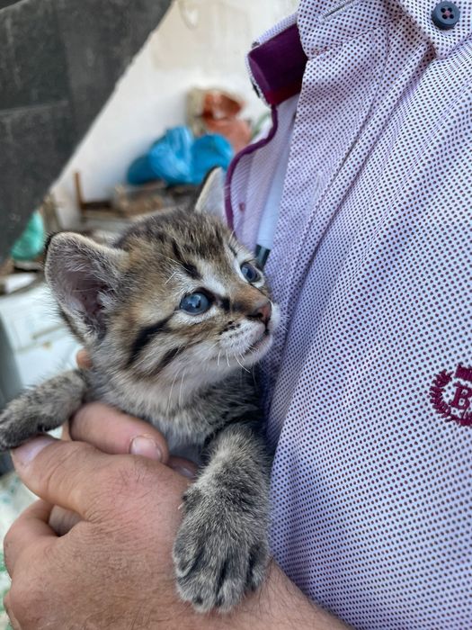 Gatinhos para adoção responsável