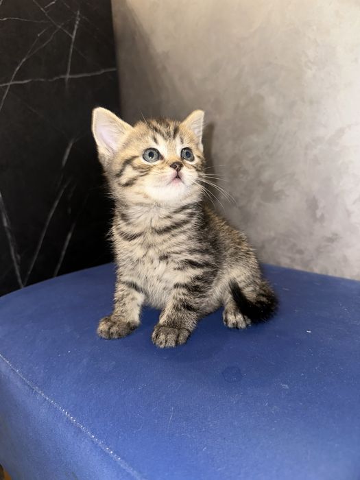 Кошеня дівчинка