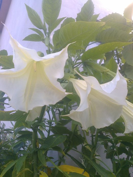 Datura biała, bieluń ,burgmansja, duże okazy