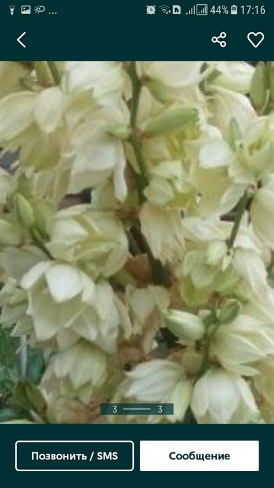 Продам юкку. Юка. Юкка садовая. Піон. Півонія. Піон деревовидний.