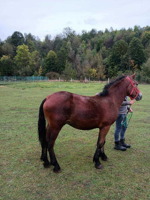 Szprzedam ogierki zimnokrwiste 1,5